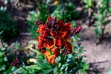 Wallflower Fire King Seeds –