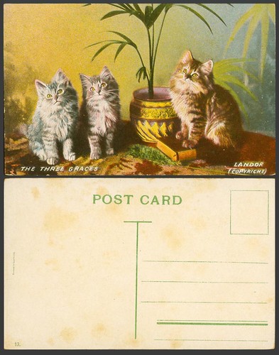 The three graces - the, kittens