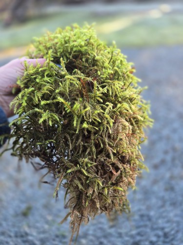 Live sphagnum moss - live, size