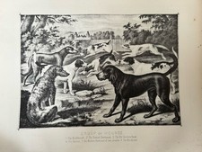 Antique Dog Print c1880 –