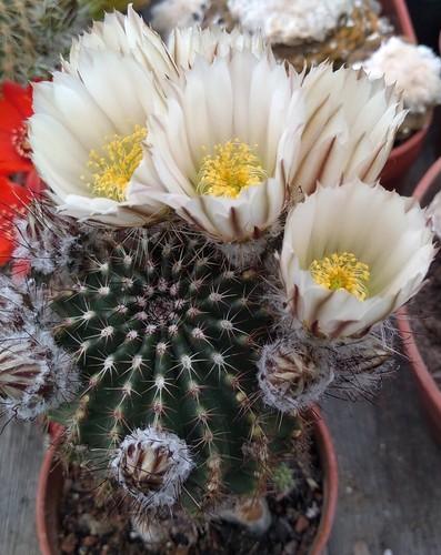 Echinocereus pulchellus - echinocereus,