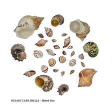 Hermit Crab Shells ~ Mixed