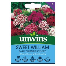 Sweet William Early Summer