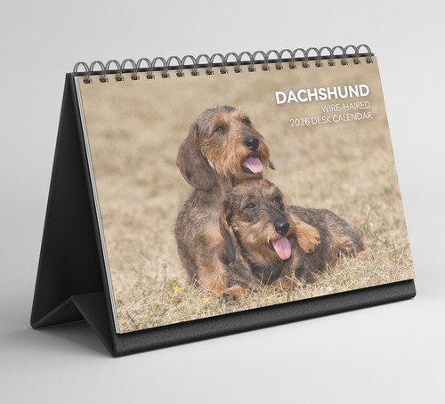 Dachshund desk - (wire-haired),