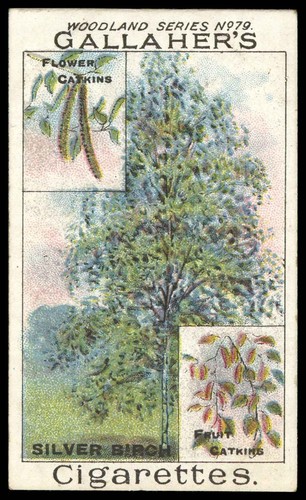 Gallaher woodland trees - gallaher,