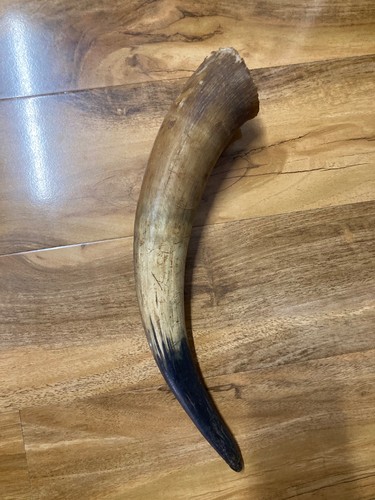 Large cow horn 37cm - large,