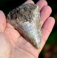LOVELY  GENUINE  MEGALODON SHARK TOOTH, BEST VALUE MEGS ,U.K #DB246