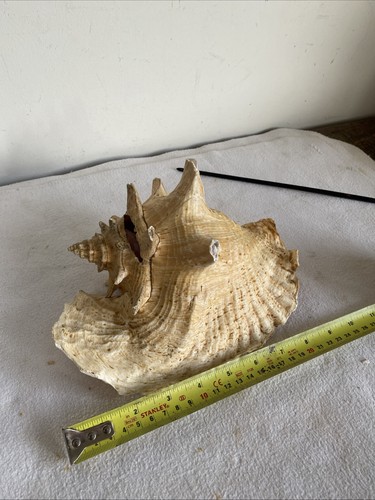 Large vintage conch - shell, 23