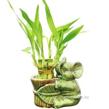 6-Stalk of 4" Lucky Bamboo