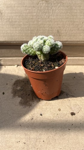 Mammillaria vetula subsp