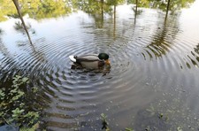 Mojo Rippler Duck Decoy