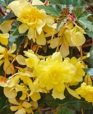 6 Trailing Begonia Ilumination
