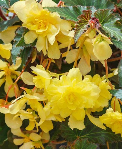 Trailing begonia ilumination - begonia,
