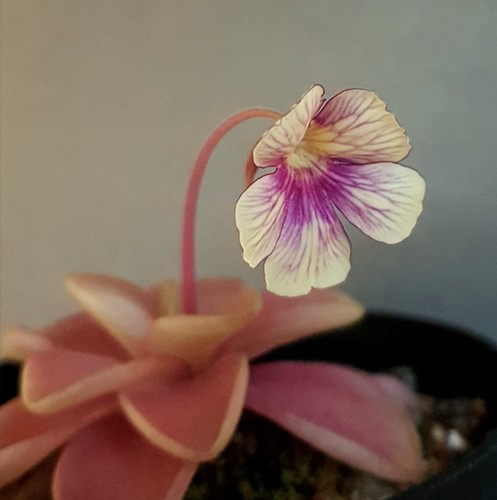 Pinguicula razzberry blonde - razzberry,