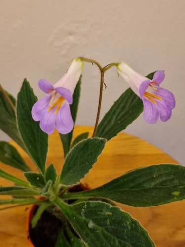 Primulina erika plant - a, 7