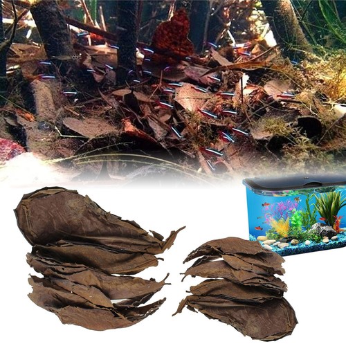 100x leaf aquarium - 100x,