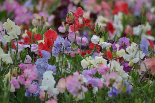 Flower sweet pea spencer mix - mix,