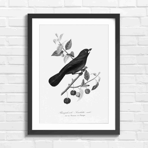 Vintage red bird botanical - bird,