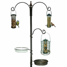 Garden wild bird - bird, feeding