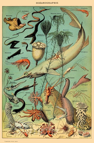 Sea life vintage - life, a2
