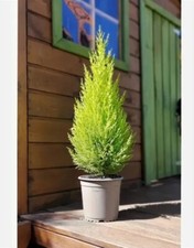 2x Cupressus Wilma Goldcrest