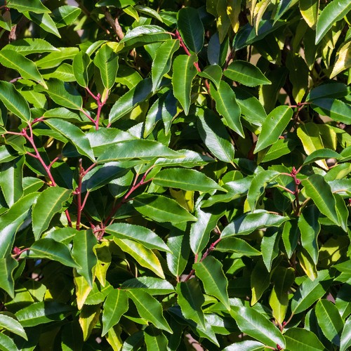 Prunus lusitanica myrtifolia - prunus, 'myrtifolia'