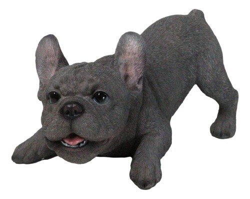 Realistic adorable grey french - adorable,