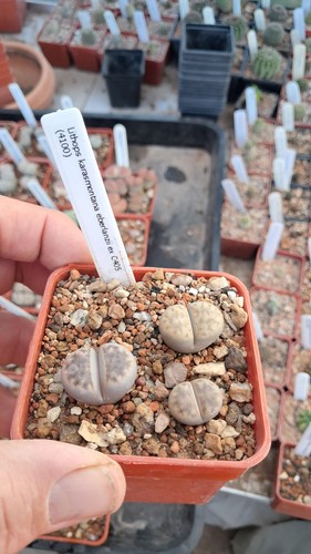 Lithops karasmontana