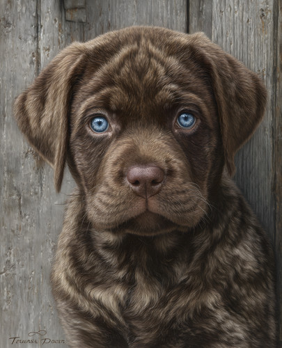 Blue eyed chocolate labrador - chocolate,