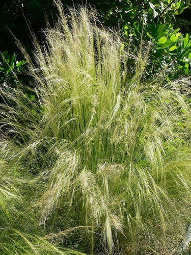 Stipa tenuissima mexican - stipa,