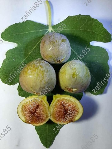 Laitziana fig tree - x,