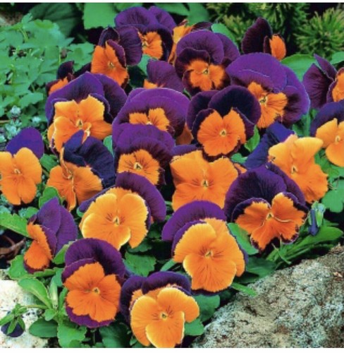 100 viola pansy - pansy,