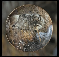 Carl Brenders One to One Wolf