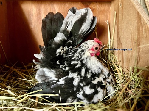 Fertile show quality serama - 6+,