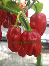 ORGANIC HOT CHILLI PEPPER HABANERO RED  25 SEEDS