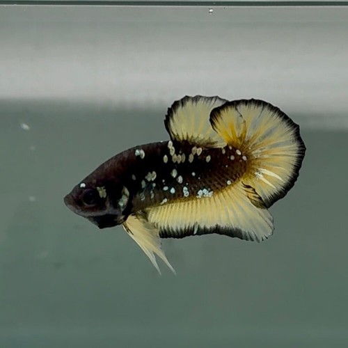 Plakat black yellow - plakat, galaxy