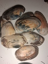 8x Otter Shell Giant Clam Shells Ornamental Aquarium Crafts