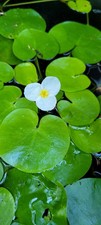 Baby frogbit turion seeds - baby,