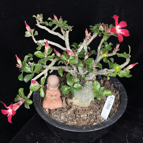 Pot 18cm rare - 18cm, obesum