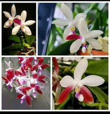 Phalaenopsis Tetraspis C1