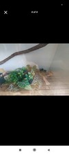 4ft Vivarium White Wood with Heat Lamp and All Necessary Accessories Included