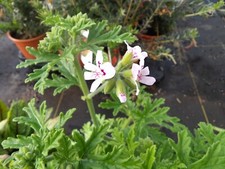 Pelargonium  Unknown