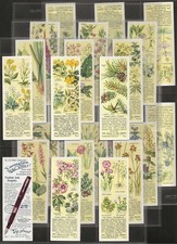 TYPHOO (TEA)-FULL SET- WILD