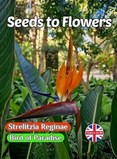 STRELITZIA REGINAE BIRD OF