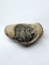 Rare fossilised crab shell - fossilised,