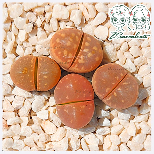 Lithops-Olivacea-Nebrownii