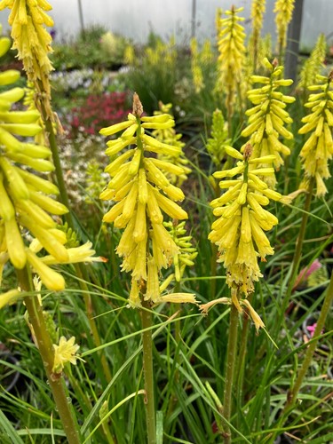 Red hot poker plant - hot,
