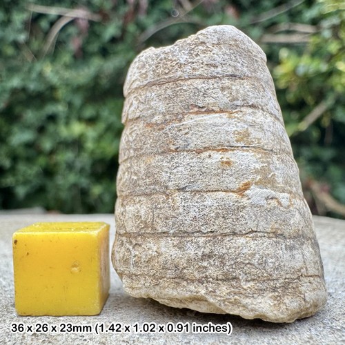 Megateuthis fossil phragmocone - fossil,