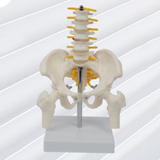 PVC Human Pelvis Skeleton