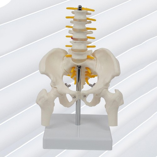 Pvc human pelvis - pvc,